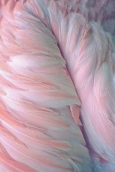 a close up view of a pink flamingo's feathers