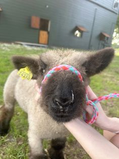 a small sheep is being held by someone's hand with a rope around it