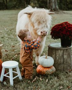 a little boy standing next to a white cow in a field with pumpkins and flowers