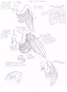 some drawings of different types of wings