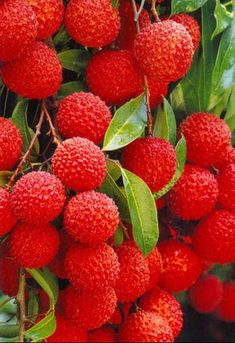 the fruit is growing on the tree and ready to be picked