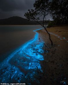 a tree that is standing in the water by some sand and water with blue lights on it