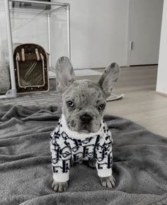 a small dog wearing a sweater on top of a bed