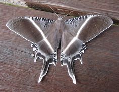 a close up of a moth on a wooden surface