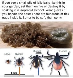 an image of ticks and eggs in the same place, with caption below