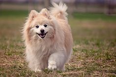 a pomeranian dog running in the grass with text overlay that reads, pomeranian care an owner's guide