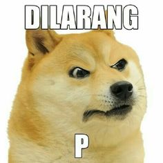 an image of a dog with the words dillarang p on it's face