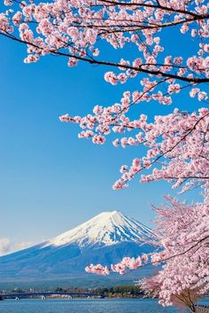 cherry blossoms blooming in front of a mountain and lake