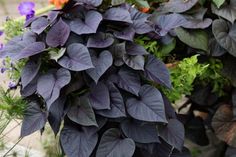 purple and green plants are growing in the garden