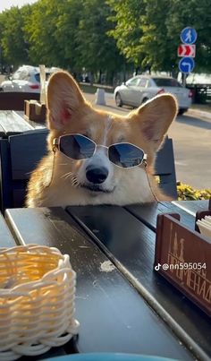 a corgi wearing sunglasses sitting at a table with food in front of him