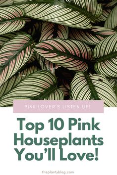 the top 10 pink houseplants you'll love