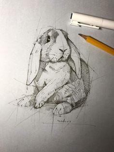 a pencil drawing of a rabbit sitting down