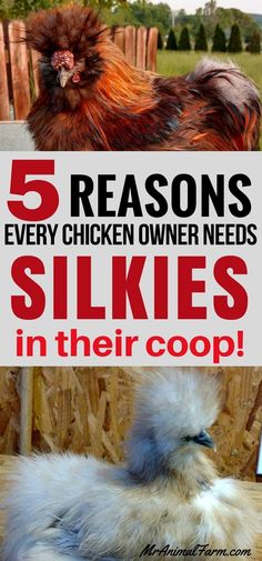 a chicken sitting on top of a wooden table next to another chicken with the words 5 reasons every chicken owner needs silks in their coop