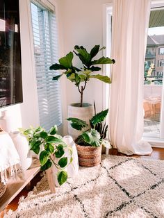 a living room filled with lots of plants next to a window covered in white curtains