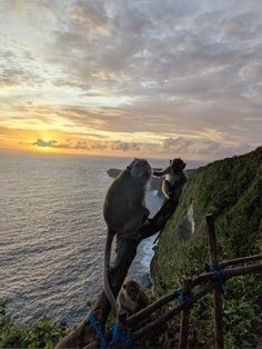 two monkeys sitting on top of a wooden fence next to the ocean at sunset or dawn