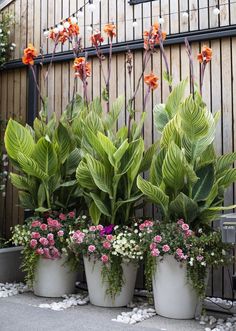 several potted plants in front of a wooden fence with flowers growing out of them