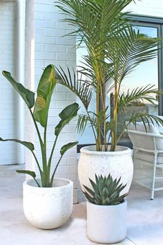 two potted plants sitting next to each other on a patio