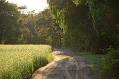 a dirt road in the middle of a field with trees and grass on both sides