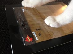 a white cat standing on top of a wooden floor next to a tablet computer screen