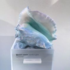 an open conch shell sitting on top of a white shelf in a glass case