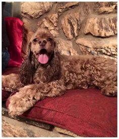 a brown dog laying on top of a red cushion next to a stone wall with its tongue hanging out