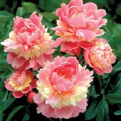 pink and yellow flowers blooming in the garden