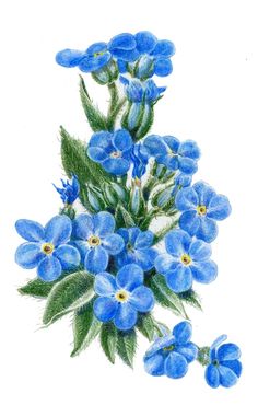 a drawing of blue flowers with green leaves