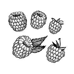 hand drawn raspberries on white background with clipping for use in web design