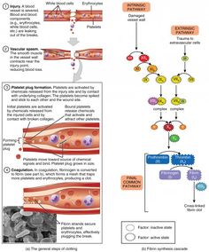 the diagram shows different stages of an organ and how it is used to treat them