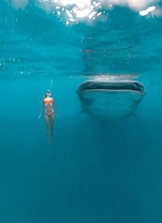 Swimming With Whale Sharks, Wow Photo, Whale Sharks, Cebu Philippines, Beautiful Sea Creatures, Marine Biologist, Oceanography, Ocean Vibes