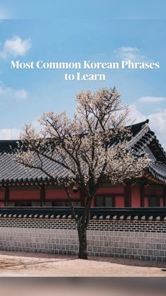 a tree in front of a building with the words most common korean phrases to learn