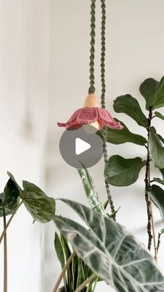 a plant with green leaves and a bell hanging from it's side, in front of a white wall