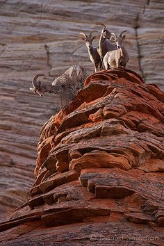 three rams are standing on top of a rock formation in front of a rocky cliff