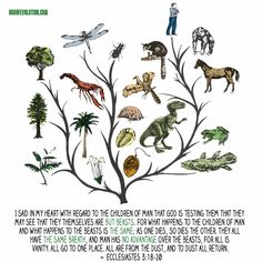 a tree with different types of animals and plants on it's branches in front of a white background that says, what they show