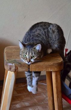 a cat sitting on top of a wooden stool