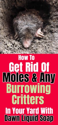 how to get rid of moles and any burrowing critters in your yard with dawn liquid soap