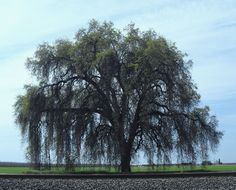 a large tree sitting on the side of a train track next to a lush green field