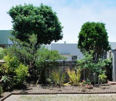 an empty backyard with trees and bushes in it