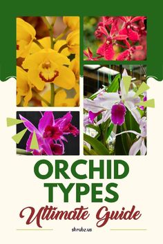 orchid types ultimate guide for beginners to learn how to grow and care for orchids