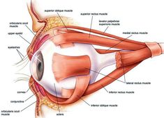 an image of the anatomy of the eye