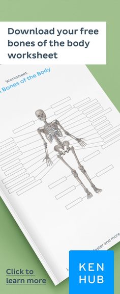 the skeleton worksheet is shown with an image of a human skeleton on it