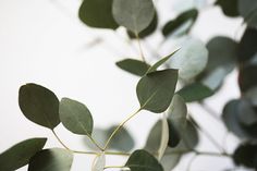 some green leaves are hanging from a branch