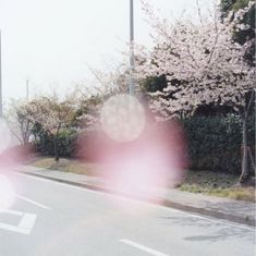 an empty street with trees and bushes on both sides, in the middle of spring