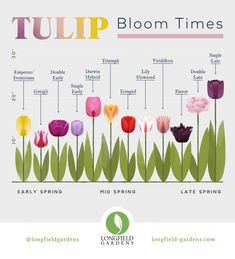 tulips bloom times chart with different flowers