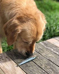 a dog is sniffing a fish on a wooden table outside with grass in the background