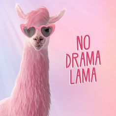 a pink llama wearing sunglasses with the words no drama lamaa