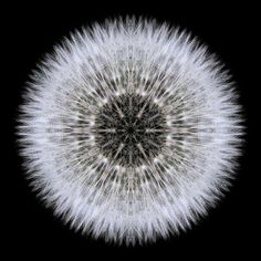 a dandelion is shown in the middle of black and white colors with an intricate pattern