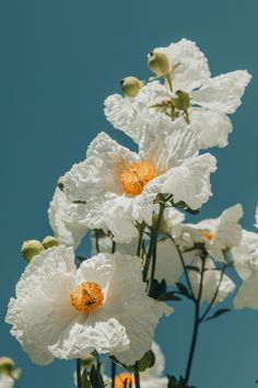 some white flowers with yellow centers against a blue sky in the background is an orange stamen