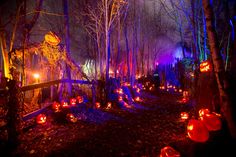 pumpkins lit up in the woods at night with lights shining on them and trees