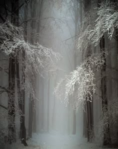 a forest filled with lots of tall trees covered in white snow and light shining through the branches